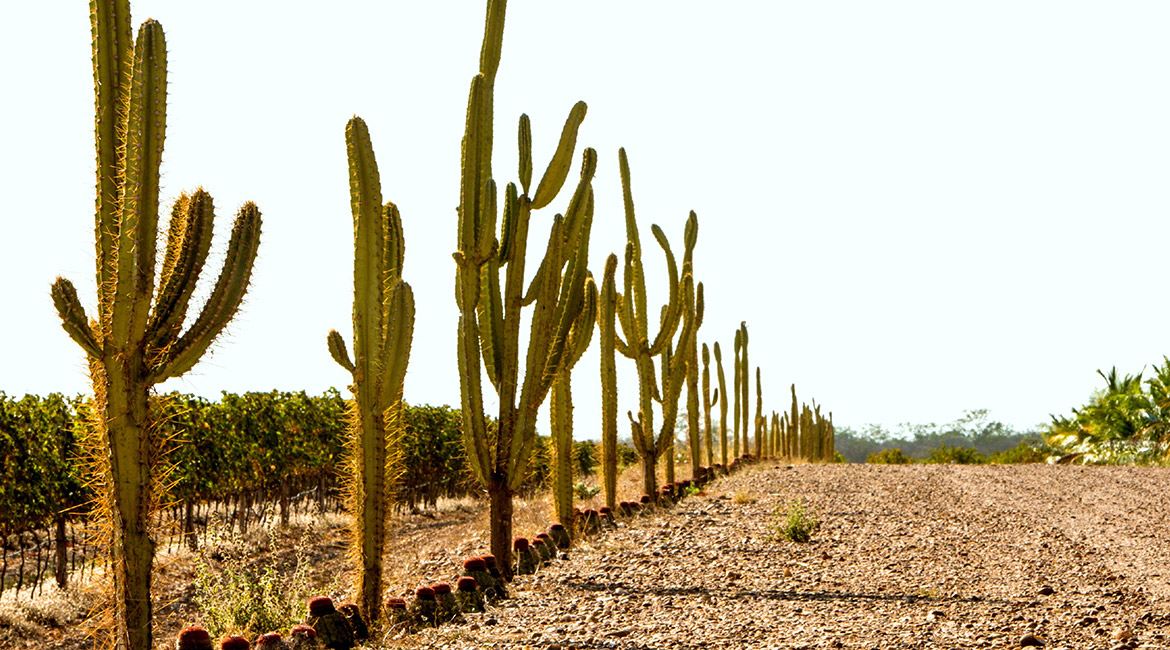 Paisagem da Caatinga no Vale do São Francisco